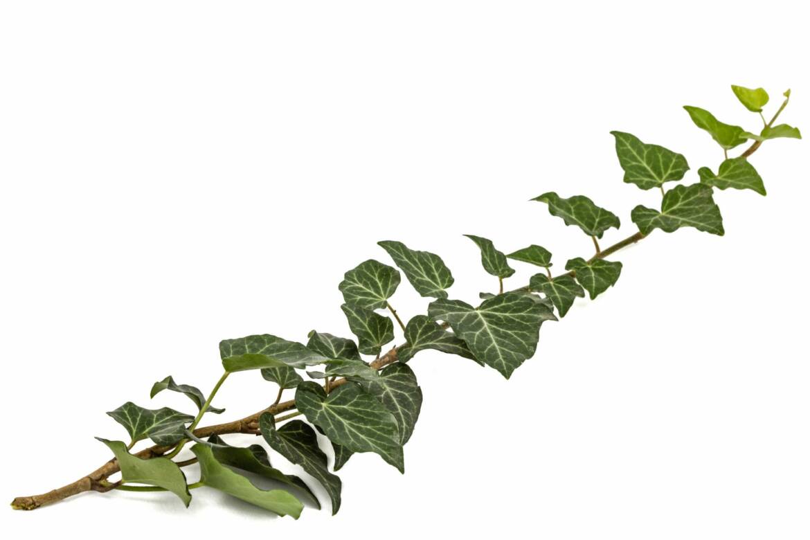 green-ivy-branch-isolated-on-white-background-PGQRC3K.jpg